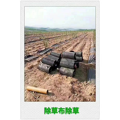 防草�?0